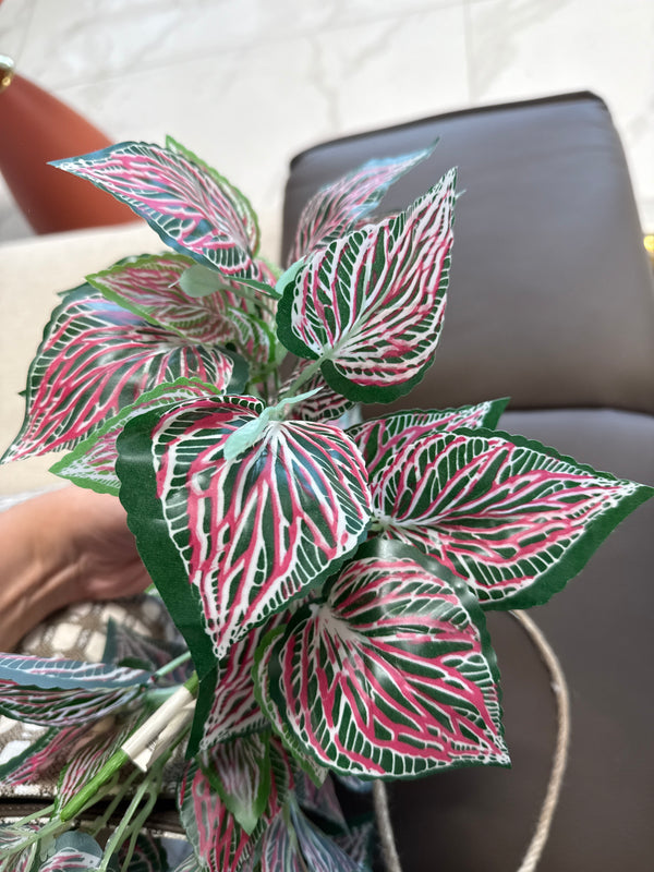 დეკორატიული გამწვანება