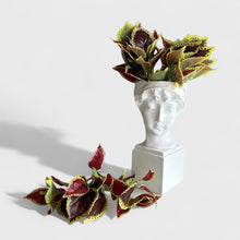 დეკორატიული გამწვანება