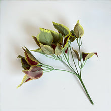 დეკორატიული გამწვანება