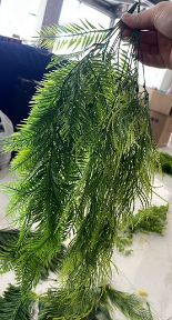 დეკორატიული გამწვანება